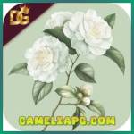 cameliapg cameliapg Profile Picture